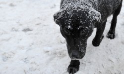 Собака оставалась под лавиной 44 дня и выжила 