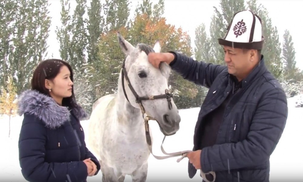 Кыргыз жылкысынын өзгөчөлүгү эмнеде?