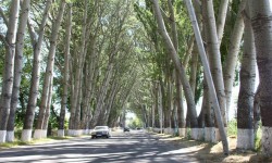Раппопорт аллеясын сактап калуунун аракеттери