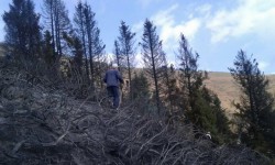 Пожар в Григорьевском ущелье охватил порядка пяти гектаров земли