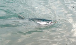 На водоёмах Иссык-Куля производится увеличение запасов рыбы