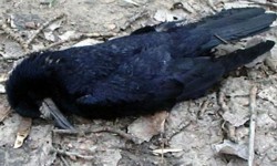 В Кара-Балте зафиксирована массовая гибель ворон