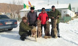 В Нарыне проводится отстрел хищников, нападающих на домашний скот