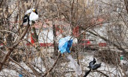 Элдик репортер: в Кемине мусор приносит ветром
