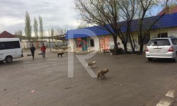 Элдик репортер: житель Ленинского района жалуется на бездомных собак