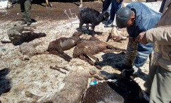 В Иссык-Кульской области из-за снега погибли более 1 тысячи голов скота