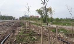 За покупку саженцев по 9 тысяч сомов возбуждено уголовное дело