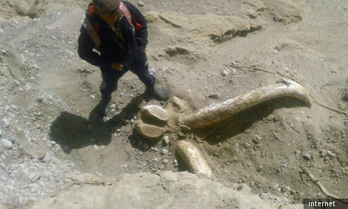 Исследование останков доисторического животного может продлиться в течение 2 лет