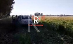 Элдик репортер: на вырубке зеленых деревьев наживаются местные власти