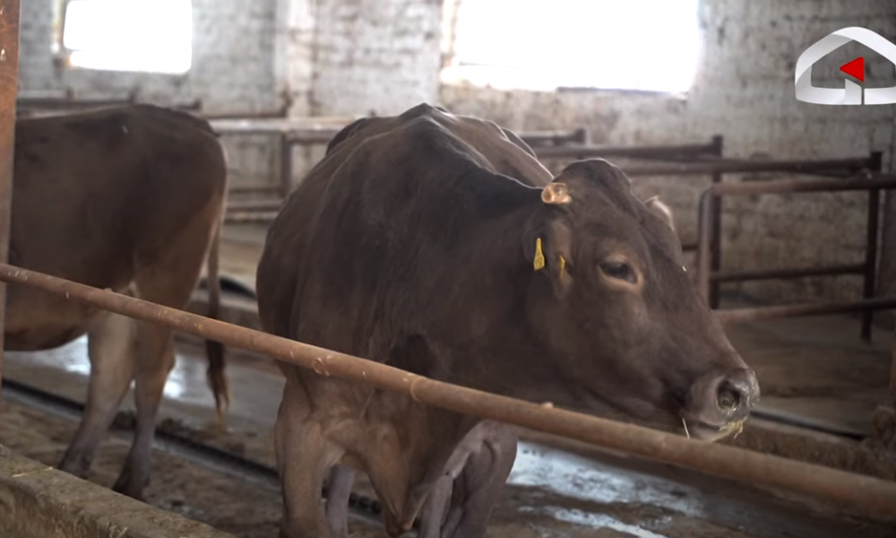 Жас қыздың жалаңаш суреті