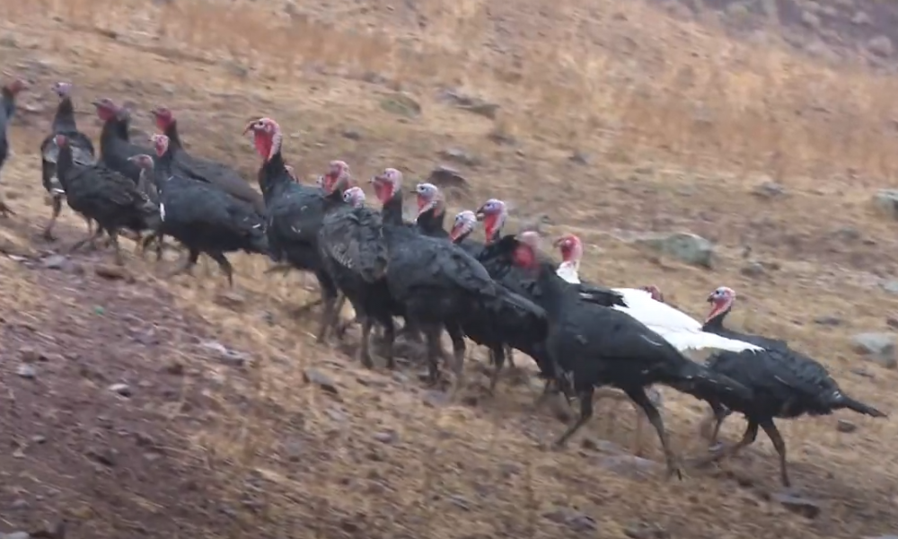 Супер мүшесі порно