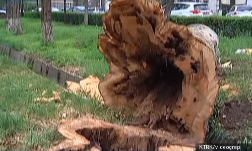 Аварийные деревья: ответственность "Зеленстроя"