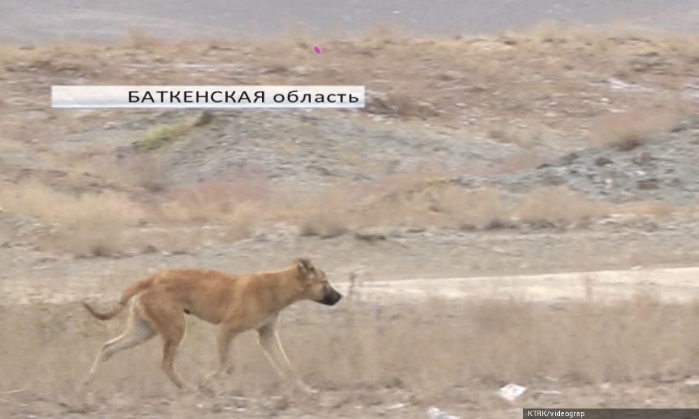 В селе Ак-Турпак на восьмилетнего ребёнка напали несколько собак