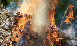За сжигание мусора и листвы в Бишкеке предусмотрен штраф
