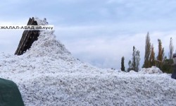 Жергиликтүү пахта буласы европа өлкөлөрүнө сатыла баштады