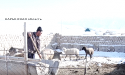 Животноводство: от количества к качеству