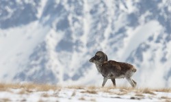 В Кыргызстане наблюдается увеличение численности диких животных