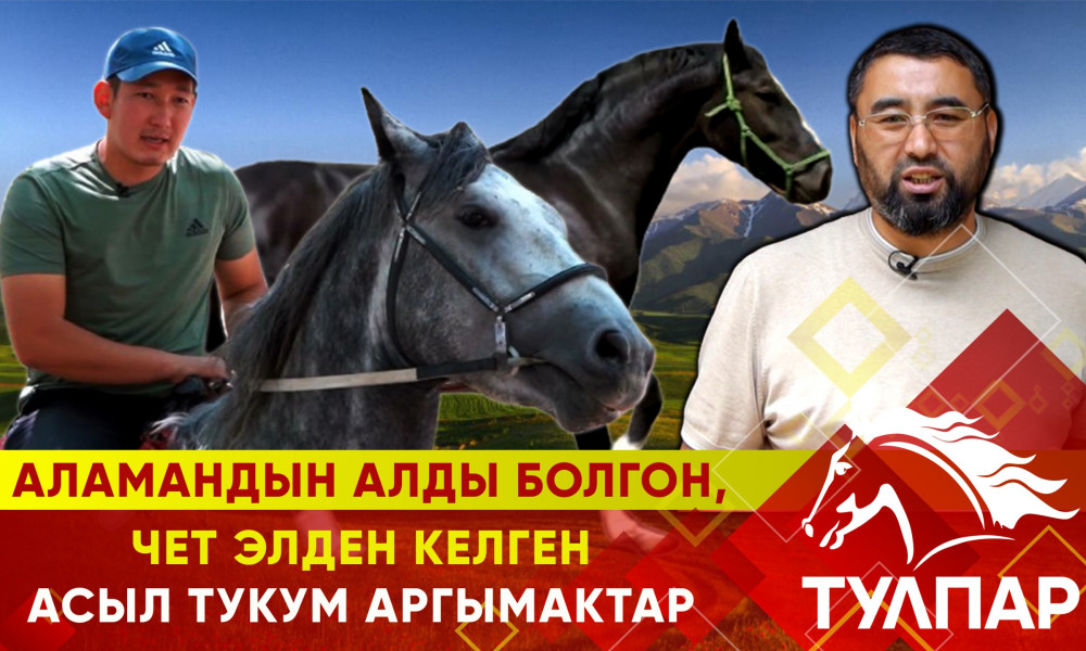 Аламандын алды болгон, чет элден келген асыл тукум аргымактар // ТУЛПАР
