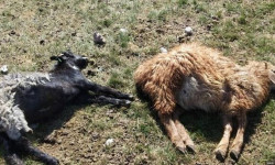 Солтон-Сары жайлоосундагы малдын кырылганынын себеби айтылды 
