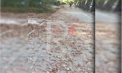 Бишкек: жалбырактар саргайып, жерге түшө баштады