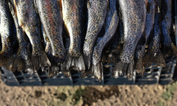 Утверждена программа развития рыболовства и аквакультуры на 2019–2023 годы