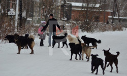 Тунгуч: стаи бродячих собак