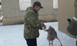 Детеныша краснокнижного архара выходил егерь Кара-Буринского района (фото)