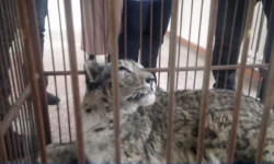 Раненому Жаабарсу помогают неравнодушные люди