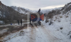 Токойдогу кыйылып жаткан бак-дарактар мыйзамдуубу?
