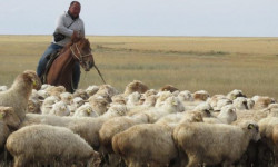 С ростом поголовья скота в регионах начались споры за пастбища