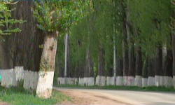 Чолпон-Атада карыган дарактар кыйылууда