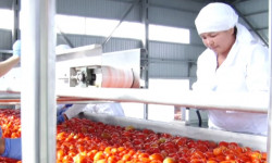 Производство консервов увеличилось
