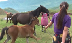 Бизнес на жайлоо - Новости Кыргызстана