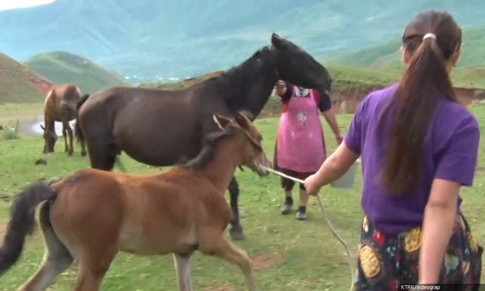 Бизнес на жайлоо - Новости Кыргызстана