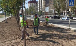 Бишкек шаарындагы Тыналиев көчөсүнө бак-дарактар отургузулду