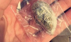 Бостериде  дин кызматкери марихуна менен кармалды