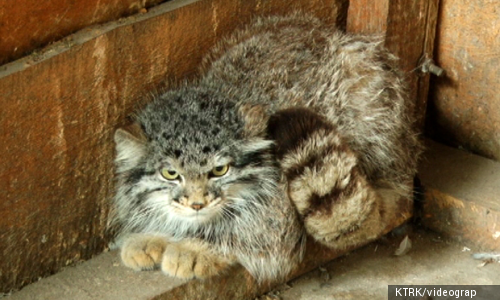 Кочкор районунда кызыл китепке кирген жаныбар - мадыл кармалды