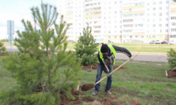 В Бишкеке стартовал сезон осенних посадок деревьев