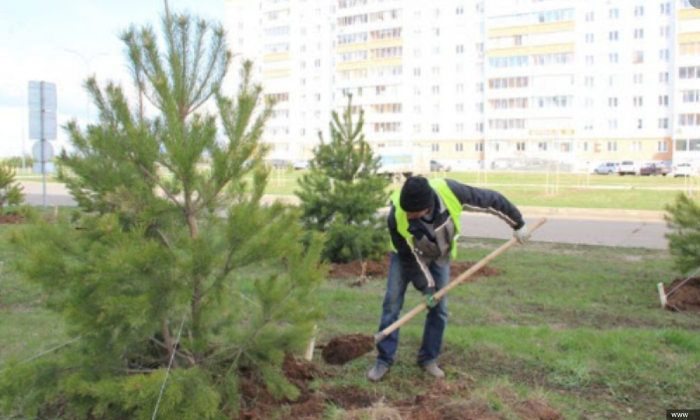 В Бишкеке стартовал сезон осенних посадок деревьев