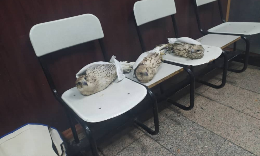 В аэропорту “Манас” задержали мужчину, который пытался перевести птиц похожих на соколов 