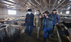 Нарын: развитие животноводства и сельского хозяйства 