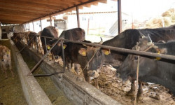 Малды жана айыл чарба продукцияларын экспорттоого тыюу салууну 2021-жылга жылдыруу сунушталууда