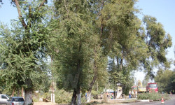 Военно-Антоновка айылындагы кыйылган бактардын ордуна экиден көчөт тигилет