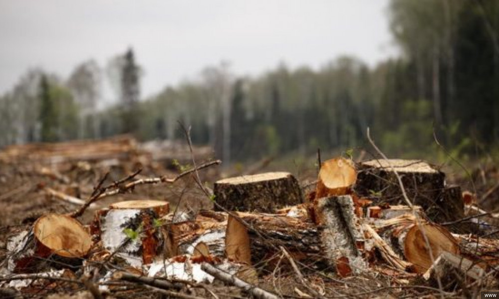 В село Пригородное незаконно вырубили деревья. Мэрию оштрафовали 