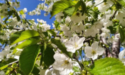 13-апрель күнгө карата өлкө аймагында күтүлгөн аба ырайы тууралуу маалымат 
