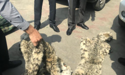 В Оше пресекли попытку незаконной реализации 3 шкур снежного барса