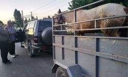 В Московском районе прошло рейдовое мероприятие «Скотокрадство»