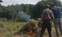 В Чуйской области милиция уничтожила 0,5 га дикорастущей конопли