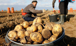 Цены на продукты снизились