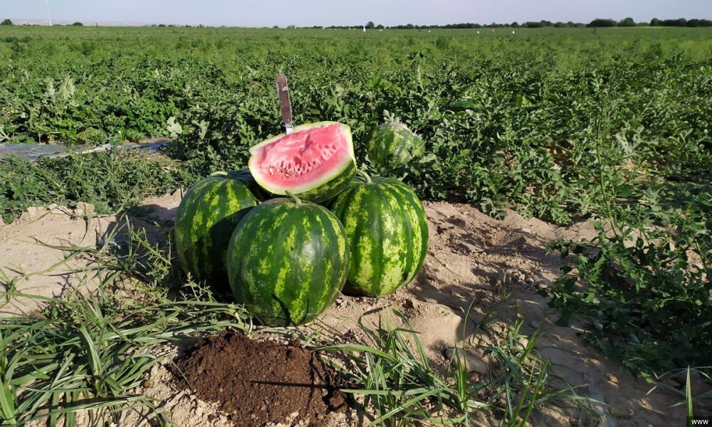 Жайдын кургак, аптаптуу аба ырайынын айыл чарбасына тийгизген таасири 